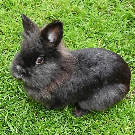 Lejlighed Ferienbauernhof Moosbrugger Schoppernau